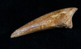 Raptor Claw and Toe Bone - Great Preservation #5172-4